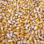 Organic Corn Maize Yellow Non-GMO for Human Consumption Buy Healthy Yellow Corn Maize Packaging Private Labelling