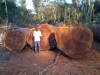 eucalyptus wood logs for sale