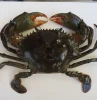 Live / Frozen Mud Crab (Scylla Serrata / Mangrove Crab)