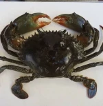 Live / Frozen Mud Crab (Scylla Serrata / Mangrove Crab)