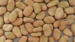 Dried Broad bean فول, الفاصوليا المجففة