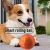 Import 2024 New Dog Toy Ball Rubber Pattern Accompanied Walking Dog Ball Tool Solid Elastic Ball Smart Dog Toy Pet Interactive from China