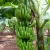 Import Fresh Cavendish Banana For Sale from Cameroon
