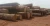 Import eucalyptus wood logs for sale from South Africa