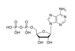 ADP·Free Acid Cas No. 58-64-0
