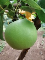 New crop of fresh pear