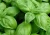 Import Holy Basil Leaf Powder, Ocimum tenuiflorum : from India