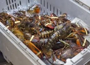Live Canadian Lobsters, Live Boston Lobsters For Sale Asia