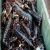 Import Fresh Live Lobster / Wholesale Suppliers Online from Norway