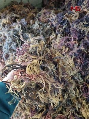 DRIED EUCHEUMA COTTONII SEAWEED FROM INDONESIA. CP FENTY