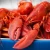 Import Fresh Live Lobster / Live Canadian Lobsters / Spiny Lobsters For Sale from Norway