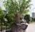 Import Customizable Artificial Animated large Size Talking Tree Tree man for Scenery land Amusement Park from China