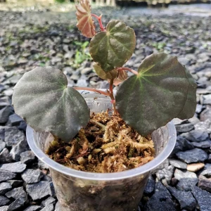 Begonia Lichenora