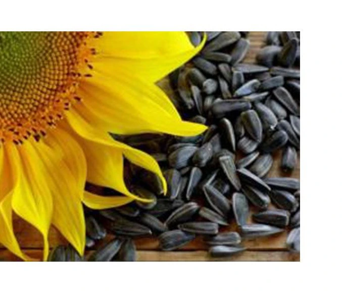 Buy Quality Dried Sunflower Seeds, Sunflower Oil Available In Great