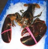 Fresh Live Lobster / Live Canadian Lobsters / Spiny Lobsters For Sale