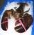 Import Cooked Boston Lobster / Live Canadian Lobsters / Spiny Lobsters For Sale from Norway
