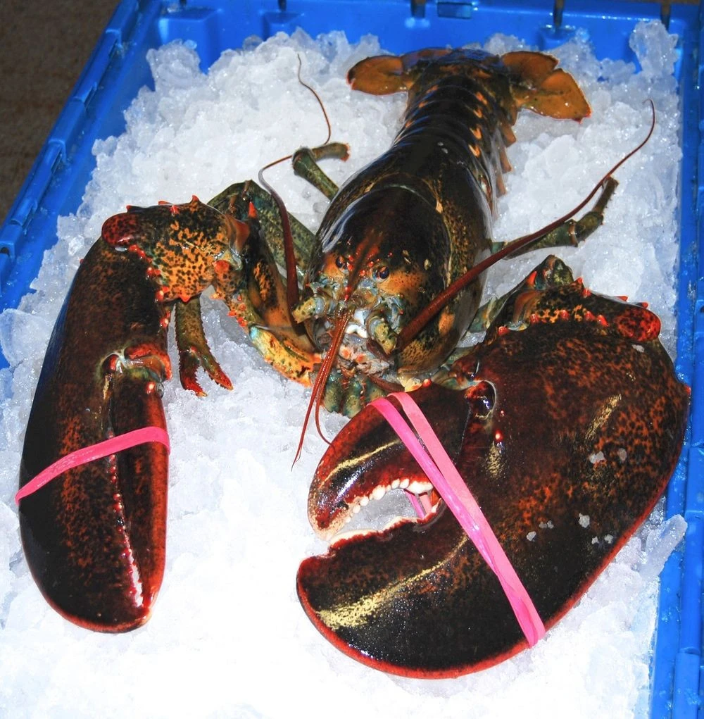 Buy Fresh Live Lobster / Live Canadian Lobsters / Spiny Lobsters For