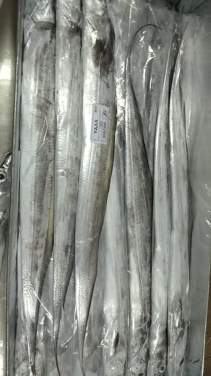 Buy Frozen Ribbon Fish from PT. Sentral Export Indonesia, Indonesia ...
