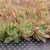 Import 094 Echeveria prodidity Office Decoration Live Plant beautiful flower Glass Terrarium Natural Succulents from China