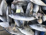 Skipjack Tuna