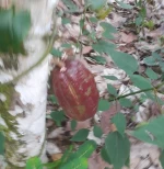 Raw Cacao Materials