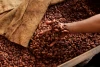 Freshly Processed Cocoa Beans, Plain Natural Cocoa Beans Ready For Export