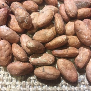100% Cocoa Beans / Cocoa Seeds and Cocoa Powder For Sale