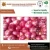Import 100% Fresh Indian Red Onion from Top Rank Exporter from India