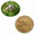 Import 100 % Pure Natural Oregano Powder for Feed Additives from China