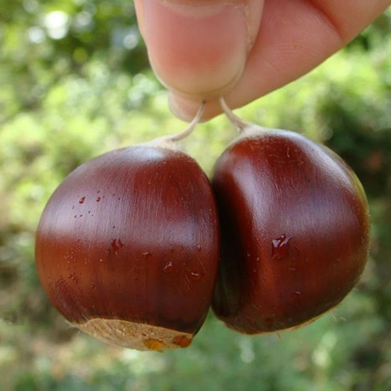 2020 New Crop Organic Raw Bulk Chestnuts Wholesale for Export
