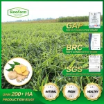 2020 Top Grade new crop vegetable bulk Fresh dry ginger root price in China not from Thailand