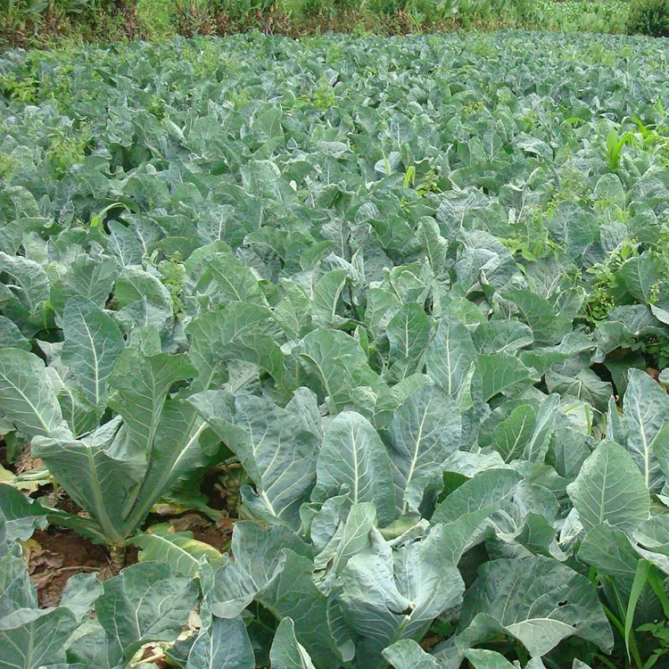 2021 Fresh Farming Vegetable Seeds Cauliflower Seed F1 Hybrid For Sowing