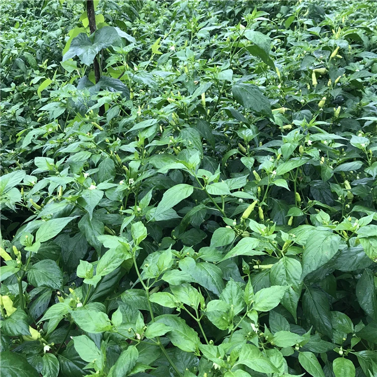 2021 Fresh Hybrid Vegetable Seeds White Capsicum Frutescens Seeds For Growing