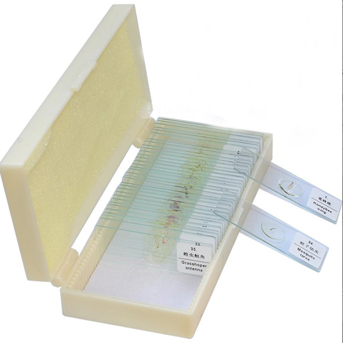 Microscope Graduation Slide Buy 50pcs Biology Meiosis Prepared Glass Microscope Slides In Plastic ...