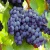 Import 95% Grape Seed Extract from China