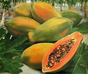 Adorable Fresh Papaya Superior Grade A From South Africa