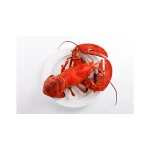 American lobster
