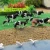 Import AN8704 Model Train Railway HO Scale NEW Scenery Landscape Layout 1:87 Well Painted Farm Animals Cows from China