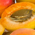 Apricot