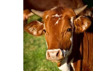 Australian Beef - Halal grass-fed premium Beef