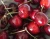 Import bagged china fresh cherries price lower and high quality from China
