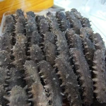 Best Quality Vietnam Sea Cucumber