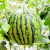 Big fruit green water melon seed China