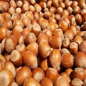 Blanched / Roasted Hazelnuts / Toasted /