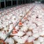 Import Brazilian Frozen for Exporting Meat Frozen Chicken Paws from Brazil