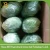 Import bulk fresh chinese cabbage/price cabbage chinese fresh from China