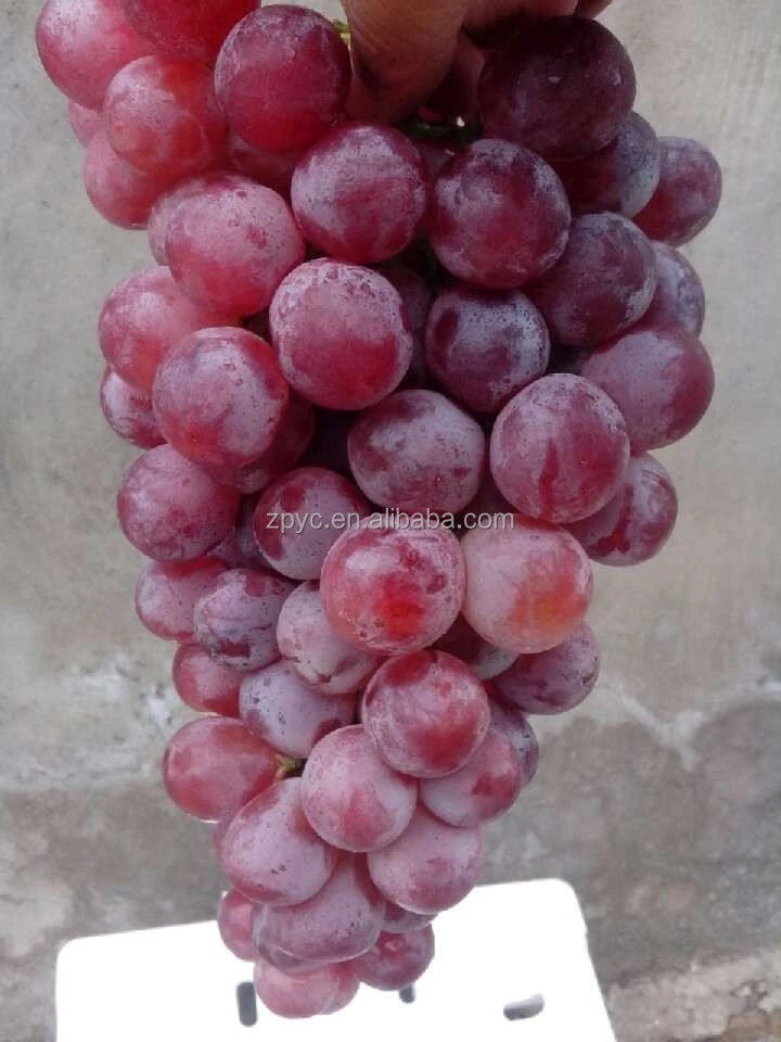 China table grapes