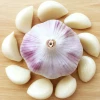Chinese Best Wholesale Fresh Garlic garlic in bulk