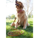 Coronado Red Leather Pet Dog Collar Wholesale Dog Collars Plain Leather Product
