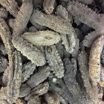 Dried Holothuria Tubulosa Sea Cucumber